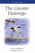 The Greater Flamingo af Alan Johnson
