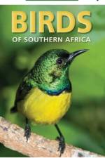 Pocket Guide Birds of Southern Africa