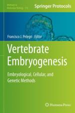 Vertebrate Embryogenesis