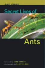 Secret Lives of Ants af Jae (Director Choe