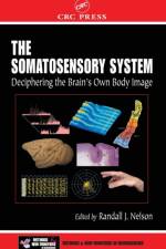 The Somatosensory System