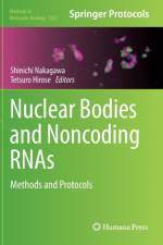 Nuclear Bodies and Noncoding RNAs