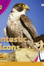 My Gulf World and Me Level 4 non-fiction reader: Fantastic falcons af Kate Riddle
