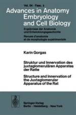 Struktur und Innervation des Juxtaglomerularen Apparates der Ratte / Structure and Innervation of the Juxtaglomerular Apparatus of the Rat af K. Gorgas