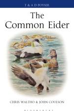 The Common Eider af Chris Waltho
