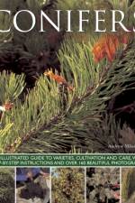 Conifers af Andrew Mikolajski