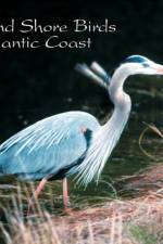 Wading & Shore Birds of the Atlantic Coast af Roger S. Everett