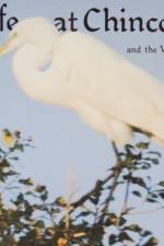 Birdlife at Chincoteague and the Virginia Barrier Islands af Brooke Meanley