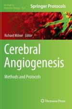 Cerebral Angiogenesis