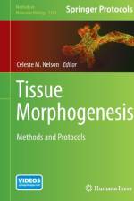 Tissue Morphogenesis