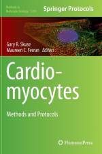 Cardiomyocytes