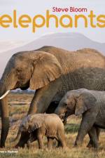 Elephants af Steve Bloom