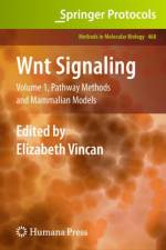 Wnt Signaling