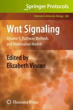 Wnt Signaling