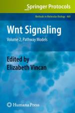 Wnt Signaling