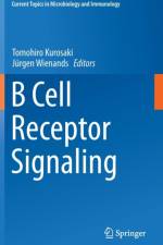 B Cell Receptor Signaling