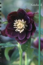 Notebook Hellebore af Peony Press