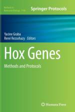 Hox Genes