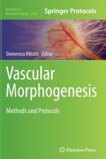 Vascular Morphogenesis