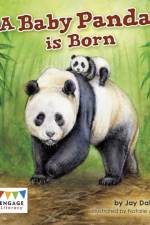 Baby Panda is Born