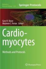 Cardiomyocytes