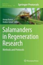 Salamanders in Regeneration Research