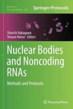 Nuclear Bodies and Noncoding RNAs
