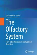 Olfactory System