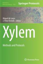 Xylem
