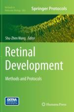 Retinal Development