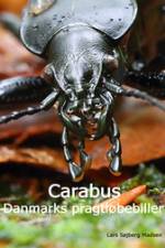 Carabus - Danmarks pragtløbebiller af Lars Søjberg Madsen