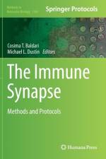 Immune Synapse