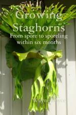 Growing Staghorns from Spore af Wayne Boyce
