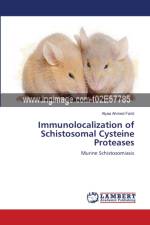 Immunolocalization of Schistosomal Cysteine Proteases af Alyaa Ahmed Farid