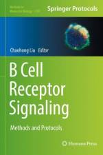 B Cell Receptor Signaling