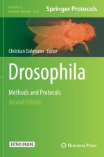 Drosophila