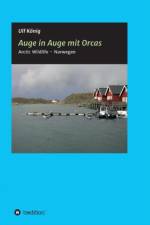 Auge in Auge mit Orcas