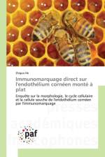Immunomarquage Direct Sur l'Endothelium Corneen Monte A Plat af He-Z