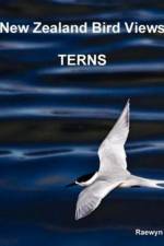 New Zealand Bird Views : Terns af Raewyn Adams