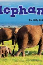 Elephants af Kelly Gaffney