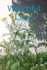 Watchful Love af Selena Millman