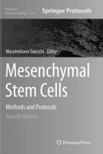 Mesenchymal Stem Cells