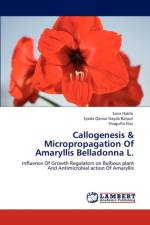 Callogenesis & Micropropagation Of Amaryllis Belladonna L. af Nayab Batool Syeda Qamar