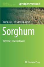 Sorghum