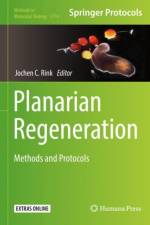 Planarian Regeneration