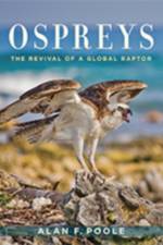 Ospreys af Alan F. (Retired Editor of The Birds of North America Online