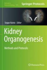 Kidney Organogenesis