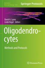 Oligodendrocytes