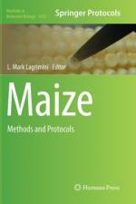 Maize