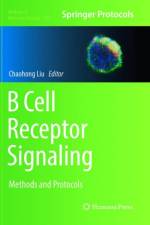 B Cell Receptor Signaling